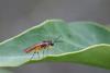 Athalia cordata